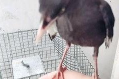 娱乐吃瓜小八哥是谁啊